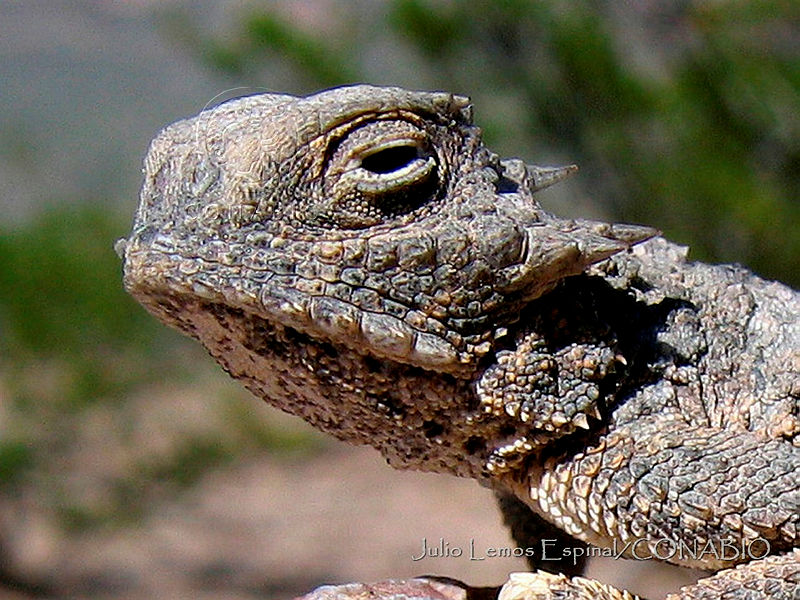 JLE0071%20Phrynosoma%20modestum.jpg.iSeMtoX MTXHp6VhQA3g0JtbmFja29CbnFuZ3NAbXJ6LGtwZQA.2h6iADzSLd