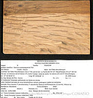 CMyFO 01018 Quercus acatenanguensis.JPG