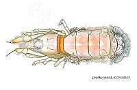 NE018 1224 Pomatogebia-operculata_D.jpg