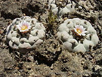 CGVM0518 Lophophora williamsii.jpg