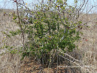 MRG-2018-1421 Pithecellobium unguis-cati (MRG-11abr18-m).JPG