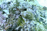 NE018 0844 Luria cinerea.jpg
