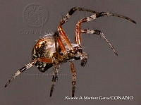 RAMGF 0018 Metepeira.jpg