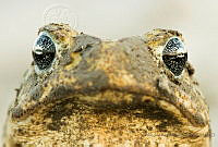 AJMR03 Rhinella marina.jpg