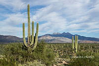 3R 00933 Carnegiea.tif