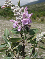 OTV5846 Salvia sp..jpg