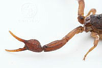 MASM07531 Centruroides noxius.jpg