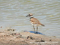 MAGB 0009 Charadrius vociferus.JPG