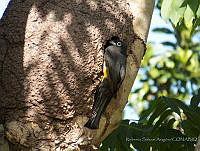 RSA0062 Trogon melanocephalus.jpg