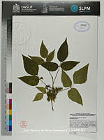 JAdNV0130 Toxicodendron radicans.JPG