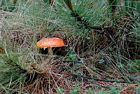 IMDOC Hong 0091 Amanita.jpg