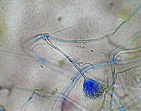 ME008 0062 Aureobasidium.jpg