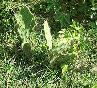 JF10 Opuntia dilenii.jpg