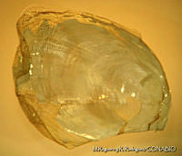 MRyRR0023 Aplysia brasiliana.jpg