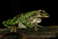 IMDOC0882 Smilisca baudinii.jpg