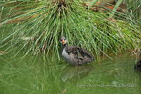 PRB0249 Gallinula galeata.jpg