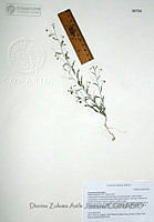 DZAJ010 Evolvulus alsinoides.JPG