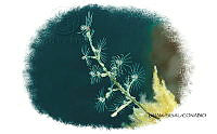 NE018 1199 Pennaria disticha.jpg