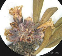 SL1590 Jatropha dioica.jpg