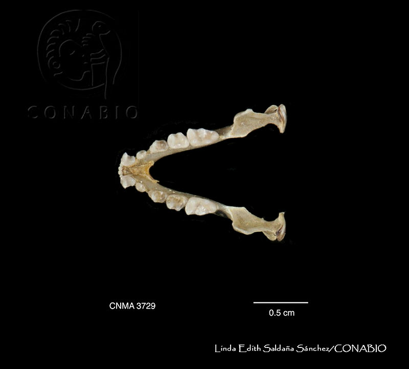 LESS%200309%20Chiroderma%20salvini%20scopauma.JPG.rSfgwr 6MUf1NRdjQA3g0JtbmFja29CbnFuZ3NAbXJ6LGtwZwA.LMO2yAA8Il