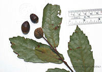 SVA0025 Quercus tuberculata.JPG