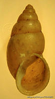MRyRR0010 Bulimulus dentifer.jpg