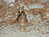 MCS IM0128 Sylvilagus graysoni graysoni.jpg