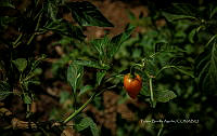 FBA1232 Solanum lycopersicum.jpg
