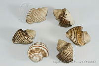 MASM05224 Opeatostoma pseudodon.jpg