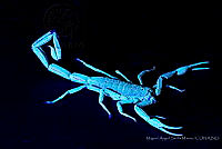 MASM07679 Centruroides nigrimanus.jpg