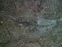 JAJ1072 Urobatis jamaicensis.jpg