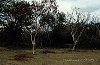 DK2319 Leucaena sp..jpg