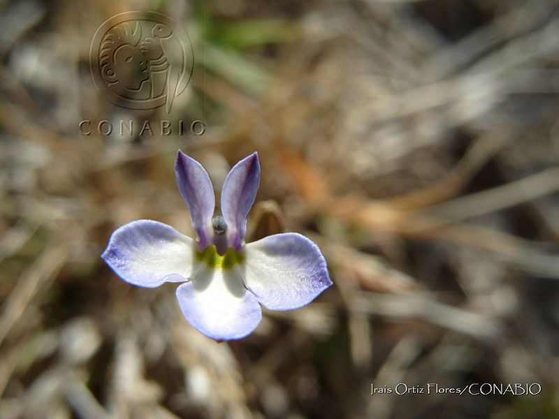 IOF021%20Lobelia%20berlandieri.jpg.nyeyg5P7MV1VR2VjQA3g0JtbmFja29CbnFuZ3NAbXJ6LGtwZwA.JPwh9H0v6V