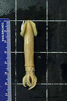 KT014 0138 Sthenoteuthis oualaniensis.JPG