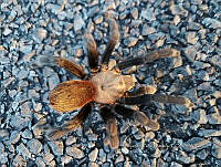 RE009 0052 Aphonopelma pallidum.jpg