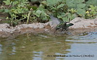 AAKVDH 0412 Cynanthus latirostris.JPG