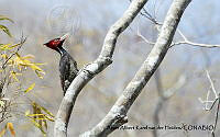 AAKVDH 0512 Campephilus guatemalensis.JPG