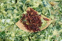 3R00713 Sphenarium purpurascens.jpg