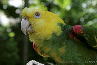 CNS0018 Amazona oratrix.jpg