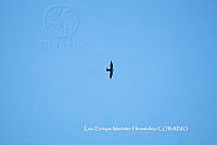 LEMH107 Streptoprocne zonaris.JPG