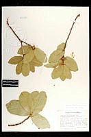 101799 Quercus coccolobifolia.jpg