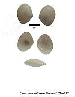 KT014 0299 Macoma  carlottensis.JPG