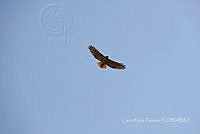 LRP122 Buteo jamaicensis.jpg