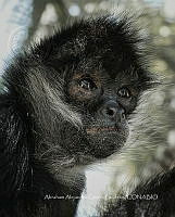 AAGL 001 Ateles geoffroyi.jpg