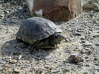 JBL0004 Terrapene coahuila.jpg