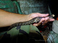 JDL0182 Crocodylus moreletii.jpg