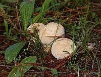 CGL1390 Lycoperdon perlatum.jpg