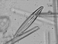 KT018 0176 Navicula radiosa.jpg