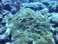 CGG0882 Orbicella franksi.JPG