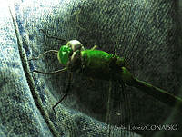 LASL0028 Erythemis vesiculosa.jpg